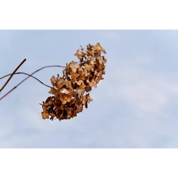 Natural Dry Indigo Leaves